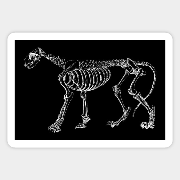 Cat Skeleton Magnet by tommartinart